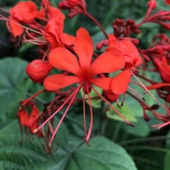 Clerodendrum speciosissimum