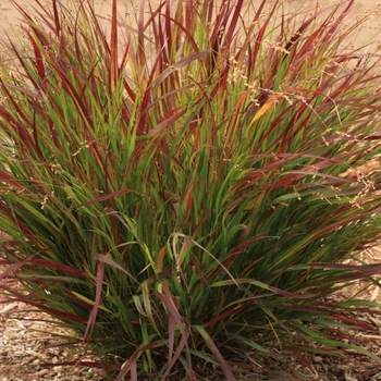 Panicum virgatum