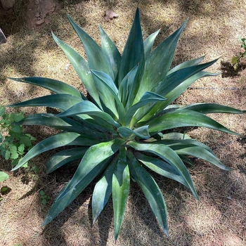 Agave desmettiana