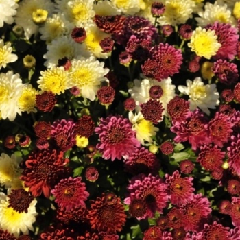 Chrysanthemum x morifolium 'Multiple Varieties'