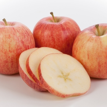 Malus domestica 'Gala' 
