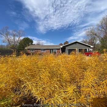 Amsonia hubrichtii 'Butterscotch™' 20,201,010,526