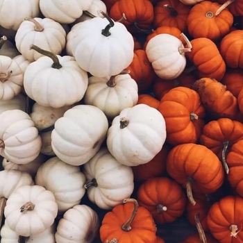 Cucurbita pepo 'Jack Be Little'
