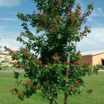 Acer rubrum 'Florida Flame' 