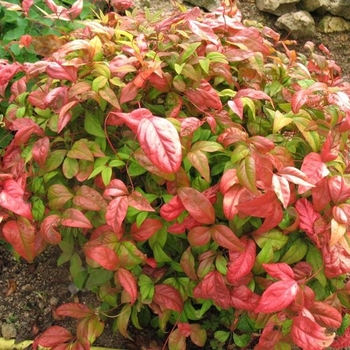Nandina domestica 'Firepower'