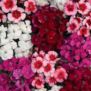 Dianthus chinensis 'Mix' 10370326