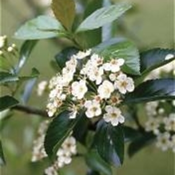 Crataegus crus-galli var. inermis