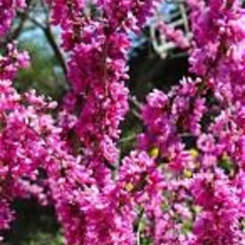 Cercis chinensis 'Don Egolf'