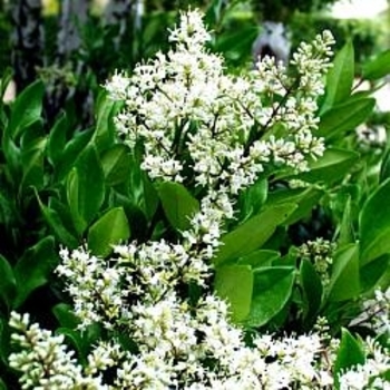 Ligustrum japonicum 'Texanum' 