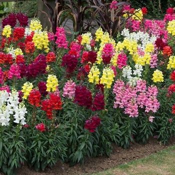 Antirrhinum majus 'Mix'
