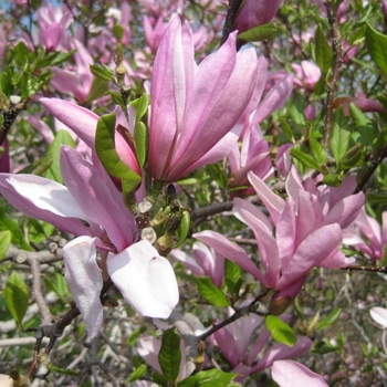Magnolia liliflora x stellata 'Jane'