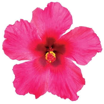 Hibiscus rosa-sinensis 'Passion Wind' PP12,158