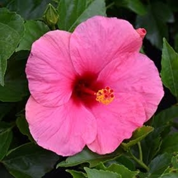 Hibiscus rosa-sinensis 'Cayman Wind' PP19599P2