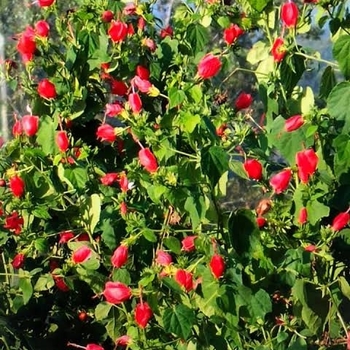 Malvaviscus arboreus