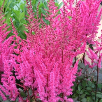 Astilbe chinensis 'Chocolate Cherry' USPP24602P2