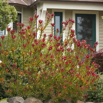 Leucadendron 'Safari Sunset'