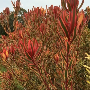 Leucadendron 'Jester' 