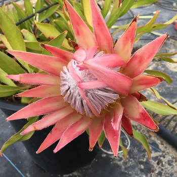 Protea cynaroides 'Mini King'