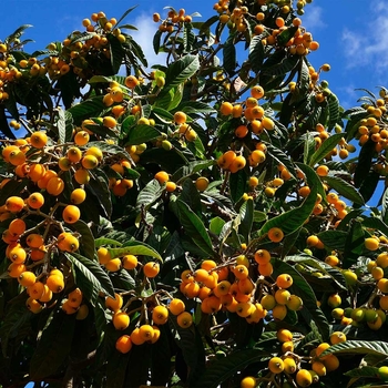 Eriobotrya japonica