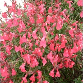 Salvia greggii 'Lipstick' 
