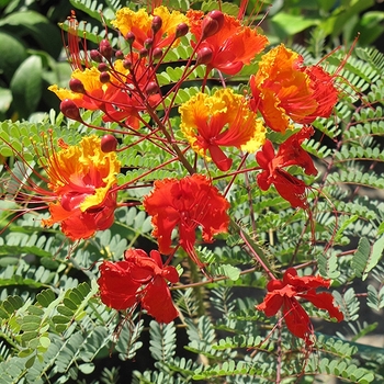 Caesalpinia mexicana