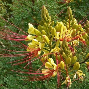 Caesalpinia gilliesii