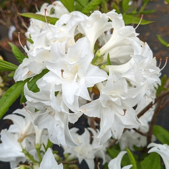 Rhododendron Kurume hybrid 'Snow'
