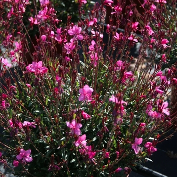 Gaura lindheimeri 'Series' PP18884P3