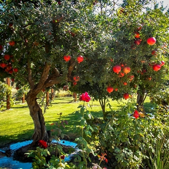 Punica granatum 'Salavatski'