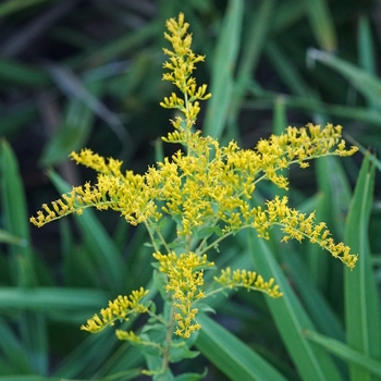 Solidago nemoralis