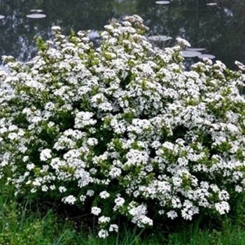 Viburnum obovatum 'Raulston's Hardy' 