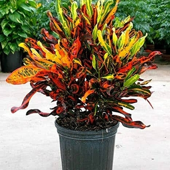 Codiaeum variegatum 'Mammy'
