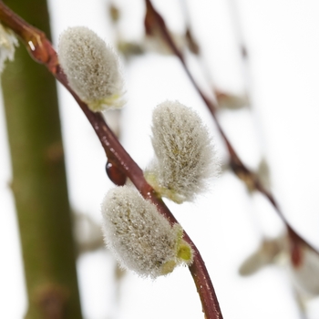 Salix caprea