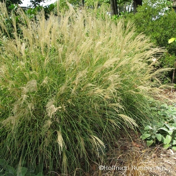 Miscanthus sinensis 'Little Kitten'