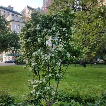 Chionanthus retusus 'Tokyo Tower'