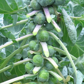 Brassica oleracea var. gemmifera 'Dagan' 