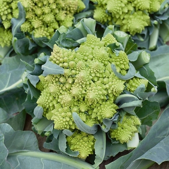 Brassica oleracea 'Romanesco'