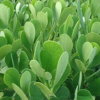 Clusia guttifera