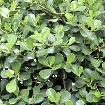 Clusia rosea 'Nana' 
