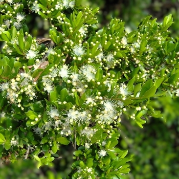 Myrcianthes fragrans