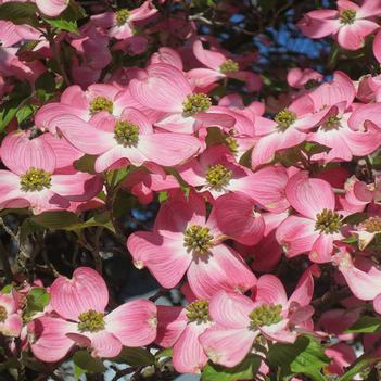 Cornus florida 'Rubra'