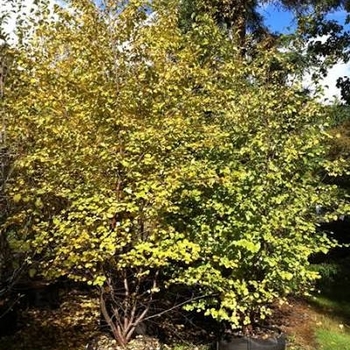 Betula occidentalis