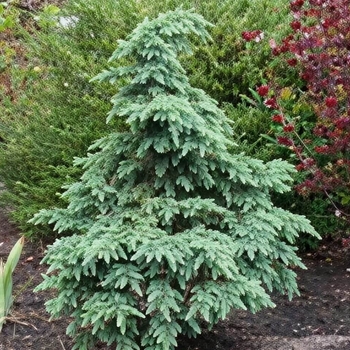 Cedrus deodara 'Devinely Blue'