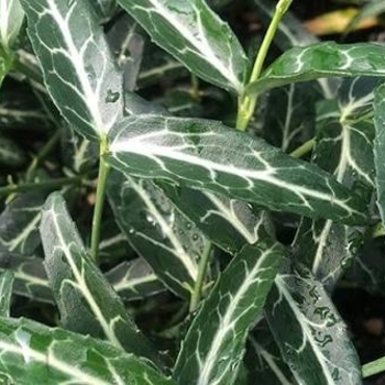 Euonymus fortunei 'Wolong Ghost'