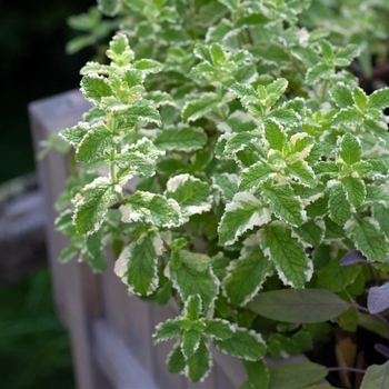 Mentha suaveolens 'Variegata'