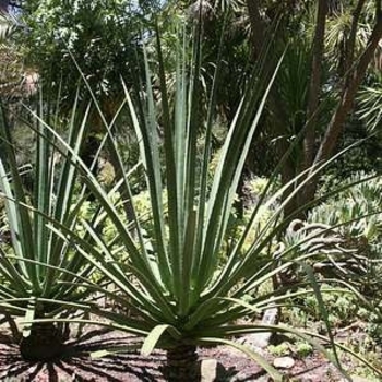 Furcraea macdougalii
