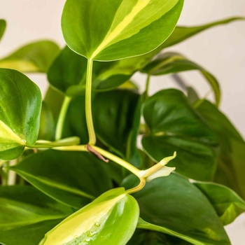 Philodendron hederaceum 'Brasil'
