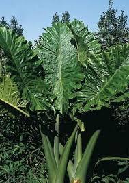 Alocasia x portora 'Portodora'