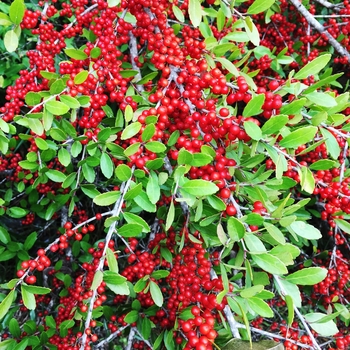 Ilex vomitoria 'Pride of Houston' 