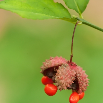 Euonymus americanus